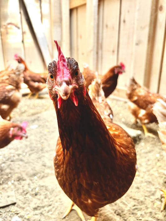 Farm Fresh, Free Range Grade A Eggs